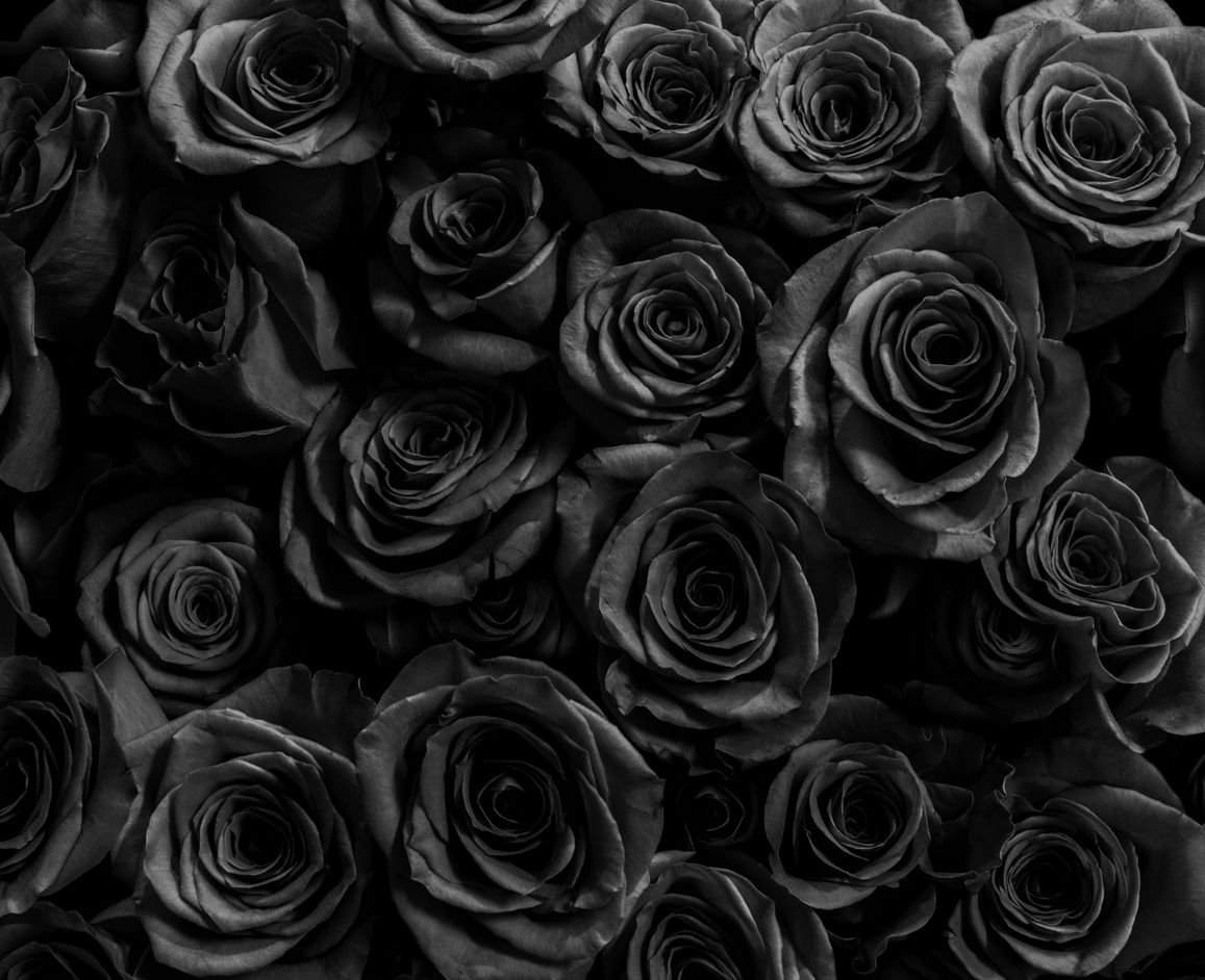 black roses isolated on a black background. Greeting card with roses